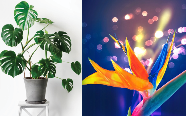 4 loại cây HẠNH PHÚC thích hợp nhất để trồng trong phòng khách: Vừa thanh tẩy không khí, vừa rước may mắn, tài lộc cho gia chủ
